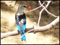 Woodland kingfisher