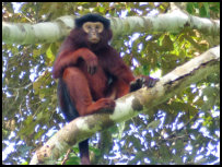 Red Colobus in Tai National Park